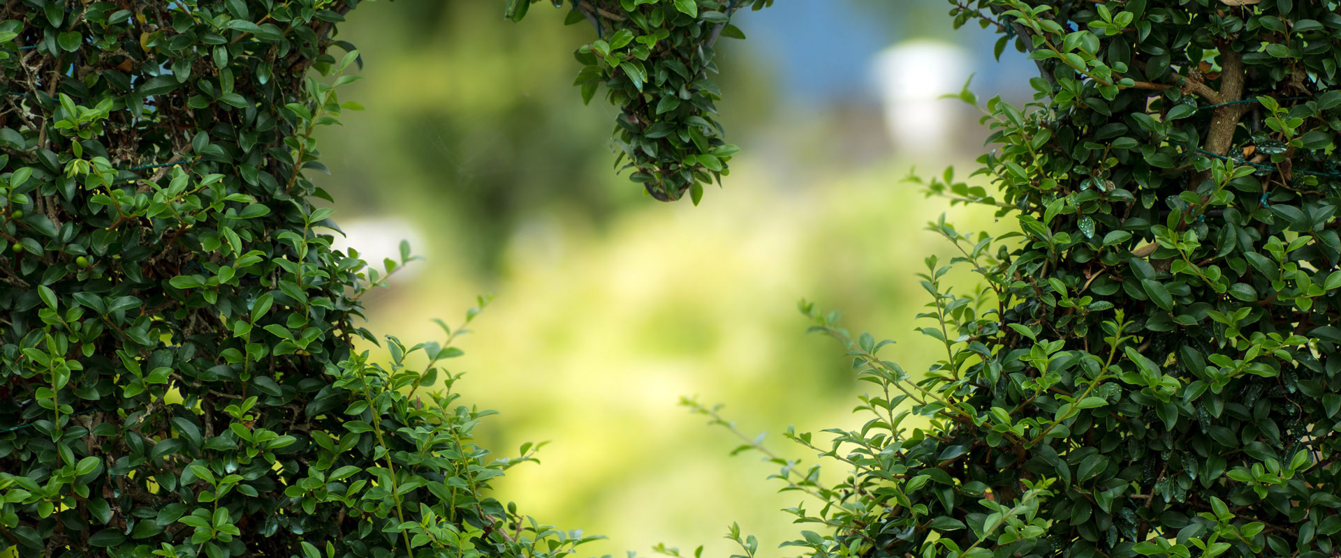 用綠色點綴世界, 用生機感動人心！
